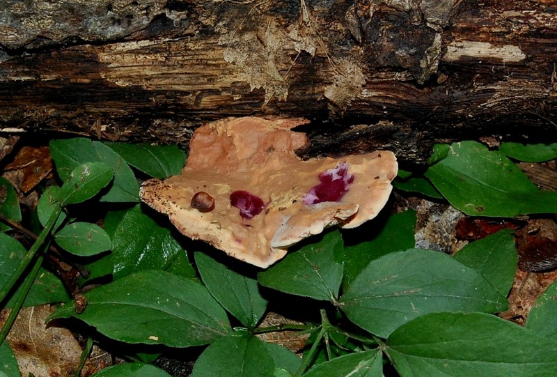 3) Fotogr.il 6.07.2013. sotto Quercia legnicolo